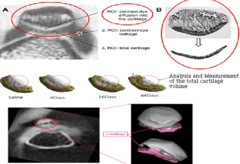 Fig.  1.  In  vivo  imaging  of  cartilage  degeneration  using  mCT-arthrography  in  joint  tissue  of  papain-induced  mouse  osteoarthritis.