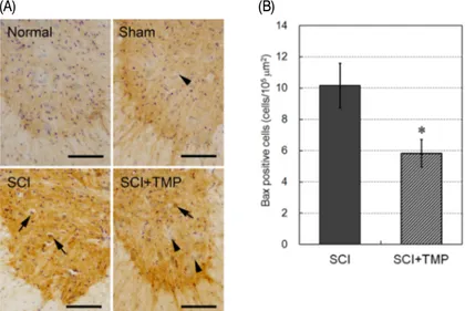 Fig.  5.  Effect  of  tetramethylpyrazine(TMP)  on  Bax  positive  motor  neurons  in  the  ventral  horn  of  SCI  rats