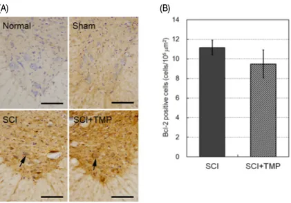 Fig.  6.  Effect  of  tetramethylpyrazine(TMP)  on  Bcl-2  positive  motor  neurons  in  the  ventral  horn  of  SCI  rats