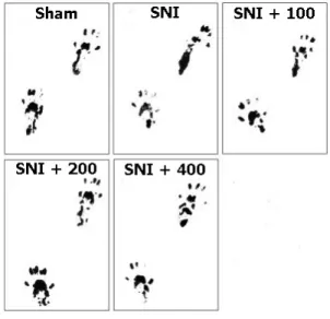 Fig.  3.  Footprints  of  walking  track  on  8th  day  after  causing  sciatic  crushed  nerve  injury.