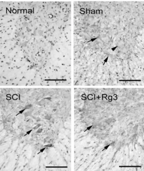 Fig.  11.  Representative  sections  of  iNOS  expression  in  the  ventral  horn  of  SCI  induced  rats.