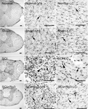 Fig.  6.  Representative  sections  of  Iba-1  immuno-labeled  microglia  in  the  spinal  cord  tissue  of  SCI  induced  rats.