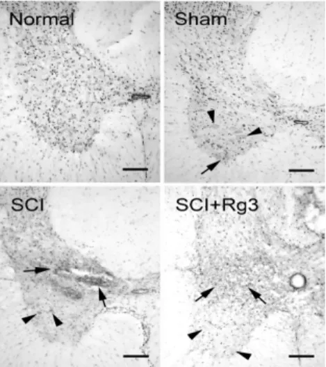 Fig.  10.  Representative  sections  of  COX-2  expression  in  the  peri-lesion  of  SCI  induced  rats.