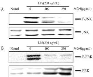 Fig.  7.  Effect  of  MGH  on  the  phosphorylation  (P-)  of  MAPKs  in  LPS-stimulated  RAW  264.7  cells