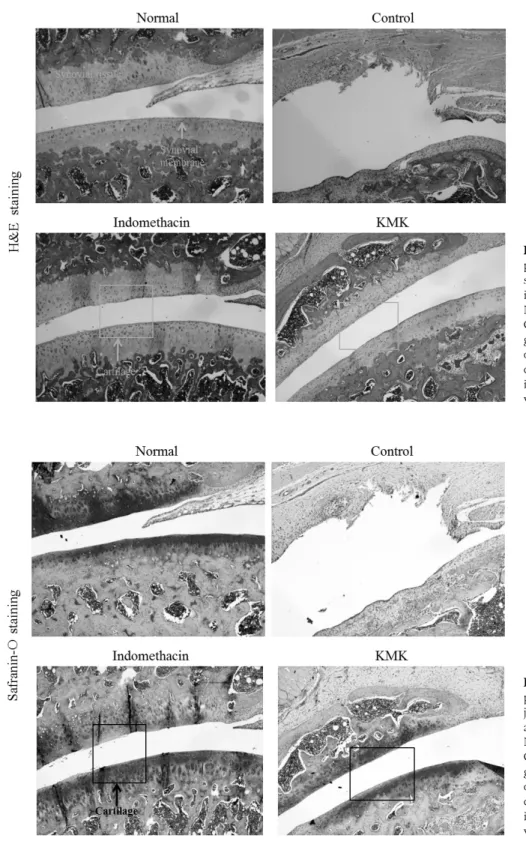 Fig.  22.  Effects  of  KMK  on  joint  pathology (Safranin-O staining) from joint  tissue  of  MIA-induced   osteo-arthritis  rats  (×100)