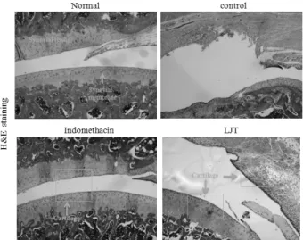 Fig.  13.  Effects  of  LJT  on  the  joint  pathology  (Hematoxylin  &amp; 