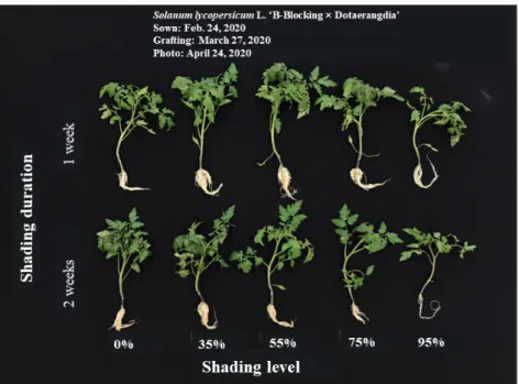 Fig. 2. Tomato grafted plug seedlings as affected by shading period and shading level at 21 days after treatment.