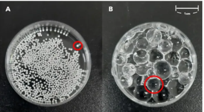 Fig. 1. The bead of SAP before water absorption (A) and gel of SAP  after water absorption (B) used in this study