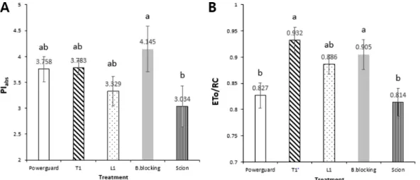 Fig. 3. Differences in PI abs  (A) and ETo/RC (B) from leaves of non-grafted and grafted cherry tomato plants 273 days after planting