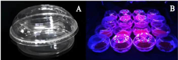 Fig. 1. A transparent plastic container for sprouting (A) and various  sprouts grown under a growth chamber with LEDs (B).