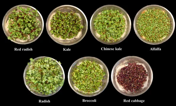 Fig. 3. Various sprouts grown under a growth chamber with LEDs. 2.28배 각각 증대되었다(Table 2)