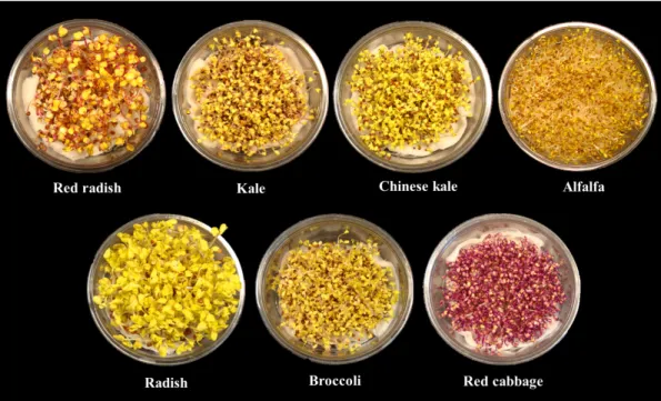 Fig. 4. Various sprouts grown under a growth chamber with dark conditions. 안토시아닌 생합성과 관련된 유전자 발현이 자극되어 색소가  발현된다(Mancinelli, 1985)