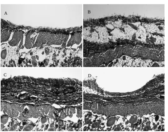 Fig.  4.  Histological  observation  on  burn  wound  rat  skin  after  21  days.  (Masson's  trichrome  stain, 