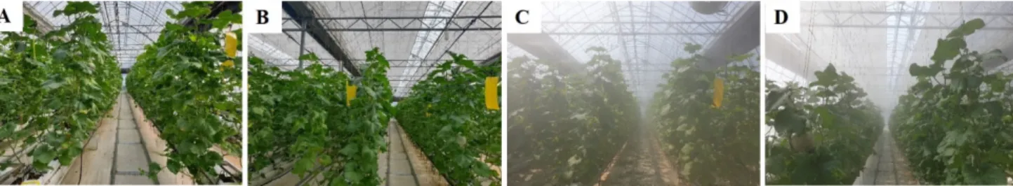 Fig. 2. Temperature control treatments during the summer season culture of melon. A, Control; B, Shading; C, Fogging; and D, Fogging + Shading