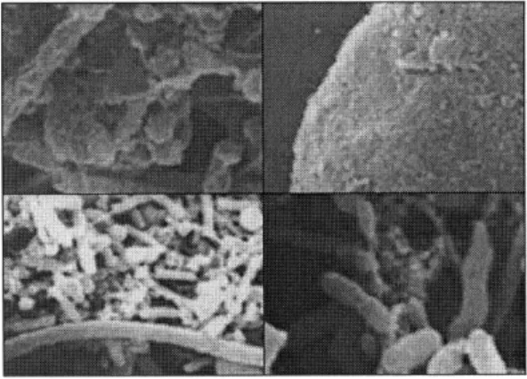 Fig. 3.9는 UASB 반응조의 슬러지 bed 층으로부터 채취한 입상슬러지를 전자현미경(SEM)으로 형태학 적 특성 및 내부구조를 관찰한 것이다.  Granule은 methanothrix spp.의 기반 위에 다양한 종류의 bacteria 가 network을 형성한다