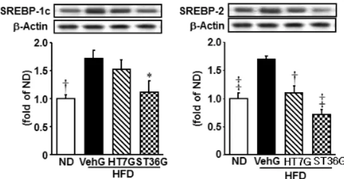 Fig.  1.  Effects  of  acupunture  on  the  expression  of  SREBP-1c,  SREBP-2.