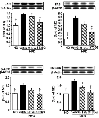 Fig.  3.  Effects  of  acupunture  on  the  expression  of  p-ACC,  HMGCR. 