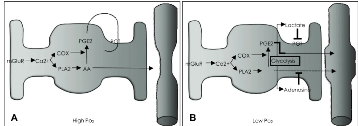 Figure 4. Astrocyte Regulates Vessel Diameter Differently Based on Metabolic Condition