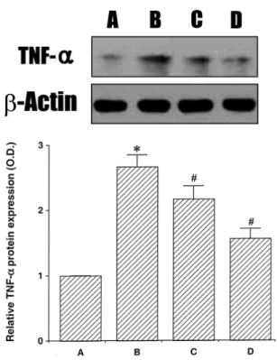 Fig.  5.  Effects  of  Trachelospermum  caulis   extract  (TCE)  on  the  expression  of  Inducible  nitric  oxide  synthase  (iNOS)  protein