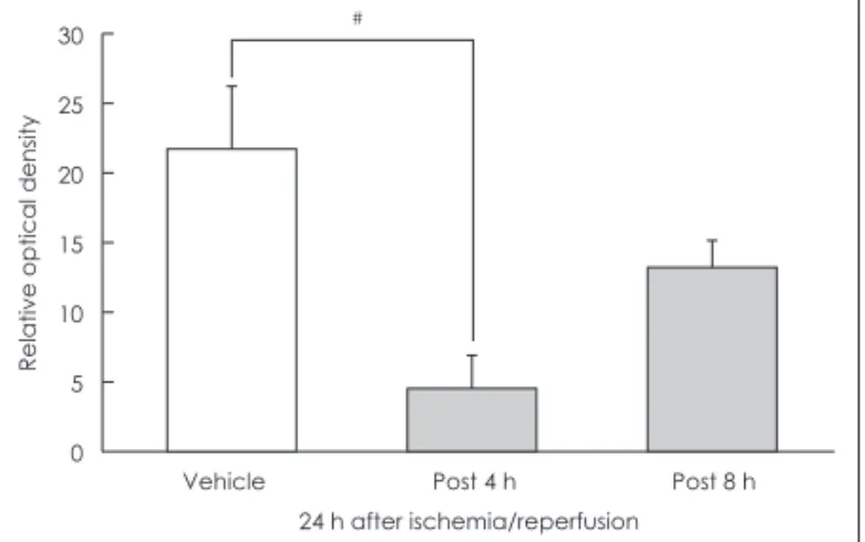 Figure 6. Reduction of ischemic cell death by post-ischemic ad- ad-ministration of APE peptide