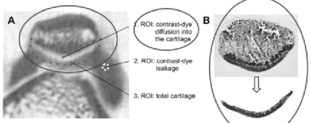 Fig.  1.  Image  of  cartilage  degener- degener-ation  using  Micro-CT  arthro-graphy  in  joint  tissue  of  MIA-induced   os-teoarthritis  rats.