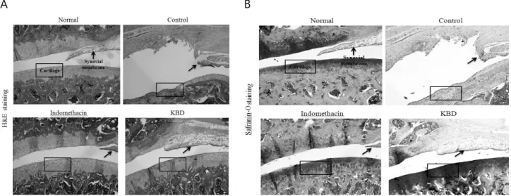 Fig.  9.  Effects  of  KBD  on  cartilage  volume  using  micro  CT-arthrography  in  the  joint  tissue  of  MIA-induced  osteoarthritis  rats