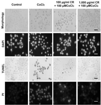 Fig.  1-1.  CoCl 2 -induced  cytotoxicity. 