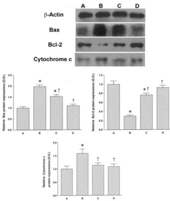 Fig.  3.  Electrophoretic  examination  of  the  genomic  DNA  of  SH-SY5Y  human  neuroblastoma  cells  treated  with  CoCl 2   and  Clematidis  Radix .