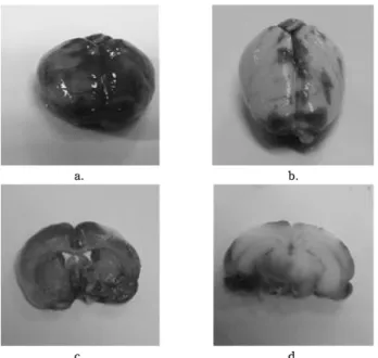 Fig.  6.  The  histological  finding  on  liver  and  kidney  (H&amp;E  stain,  ×200,  21  days,  (a,  b)  groupI,  (c,  d)  group  II,  (e,  f)  group  III,  (g,  h)  group  IV,  (a,  c,  e,  g)  liver,  (b,  d,  f,  h)   kid-ney).