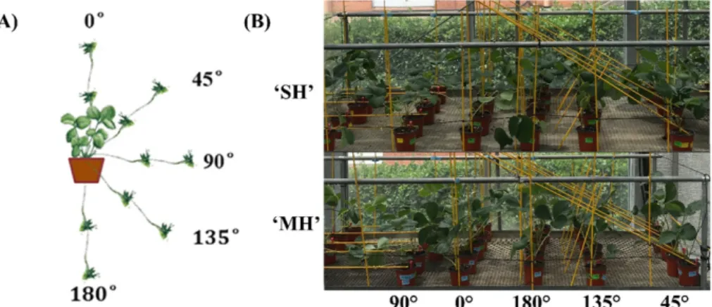 Fig. 1. Picture model (A) and practical application (B) of different runner training angles of ‘Seolhyang’ (‘SH’) and ‘Maehyang’ (‘MH’) strawberries  manipulated for this study.