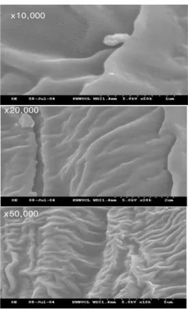 Fig. 3. Scanning electron microscopic view of psyllium under the different magnifications.