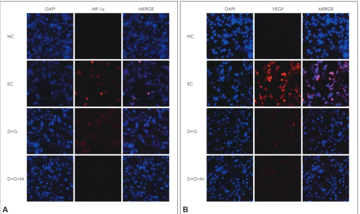 Fig. 4A shows that the expression of VEGF considerably increas-