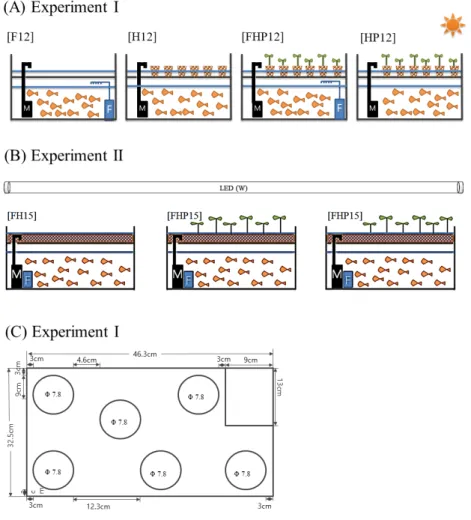 Fig. 1. Diagrams of experimental treatments; (A) Experiment I with F12 (12 fishes, filter, no hydroball, no plant), H12 (12 fishes, no filter, hydroball,  no plant), FHP12 (12 fishes, filter, hydroball, 6 plants) and HP12 (12 fishes, no filter, hydroball, 