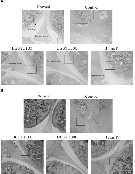 Fig.  7.  The  effects  of  DGSYT  on  joint  in  pathological  observation  (H&amp;E  (A)  and  Safranin-O  (B)  staining)  in  MIA-induced  osteo- osteo-arthritis  rat.