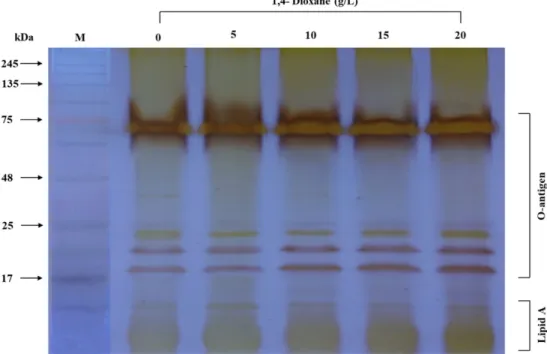 Fig. 6. Induction of stress shock proteins in S. granuli CK-4 treated with different 1,4-dioxane concentrations for 24 h