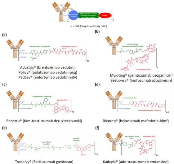 Fig. 2. Structure of FDA approved antibody-drug conjugates [41]. (a)Structure of Adcetris®, Polyvy® and Padcev®