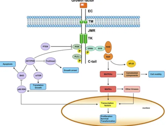 Fig. 9. Summary of signaling mechanism of receptor tyrosine kinase(RTK) [76].