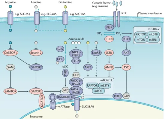 Fig. 7. mTOR signal pathway in the cell [54].
