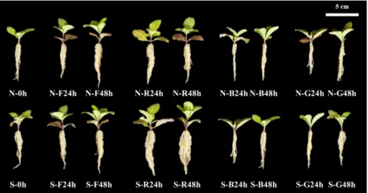 Fig. 3. Growth of Veronica rotunda var. subintegra (Nakai) T.Yamaz. seedling after cultivation according to soaking and different light source treated on  seeds