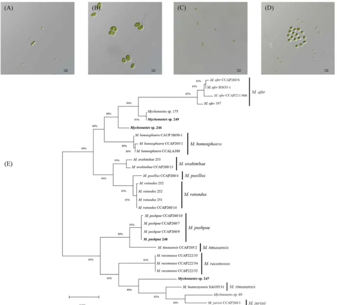 Fig. 2. Microscope figures x1000 of Mychonastes sp. 246(A), Mychonastes sp. 247(B), M