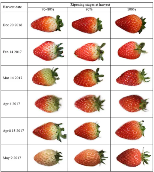 Fig. 2. Differences in the color of ‘Seolhyang’ strawberries according to the time of harvest.