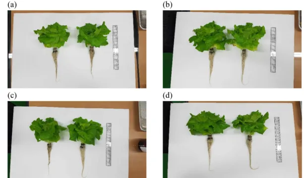 Fig. 1. Effect of R. sphaeroides extract concentration on development of lettuce grown in a closed-type plant production system
