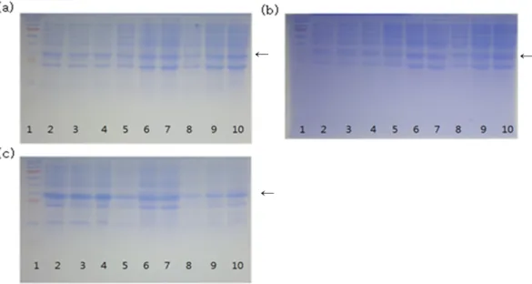 Fig. 2. Growth of E. coli C321 ΔA (pEVOL_pAzF pQE80_UoxR) at different glucose concentrations (a) at 37 o C