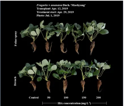Table 1. The growth characteristics of ‘Maehyang’ strawberry mother plants as affected by application method and concentration at 9 weeks after IBA  treatment
