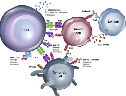 Fig. 8. Overview of immune pathways and actions of immune checkpoint inhibitors [56].