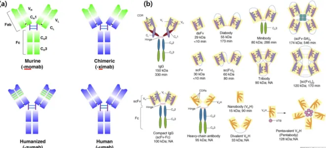 Fig. 3. Mechanisms of tumor cell killing by antibodies [2]. 