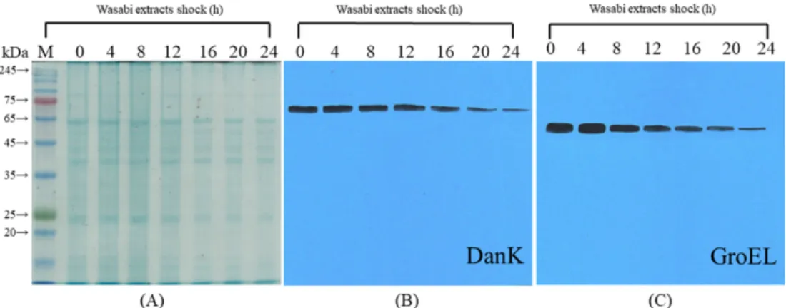 Fig. 6. Western blot analysis of stress shock proteins (SSPs) production in B. cereus MK-11 treated with 2 mg/mL wasabi extracts for different exposure times (h)