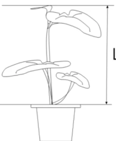 Fig. 4. Definition of modified plant height.