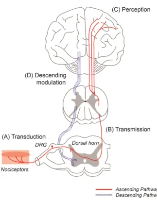 Fig.  3.  Diagram  of  pain  process.  (A)  Transduction:  nociceptors detect  stimulation  and  convert  it  to  electrical  signals,  (B) Transmission:  neurons  transmit  these  electrical  signals  to  pain-processing  structures  in  the  spinal  cord