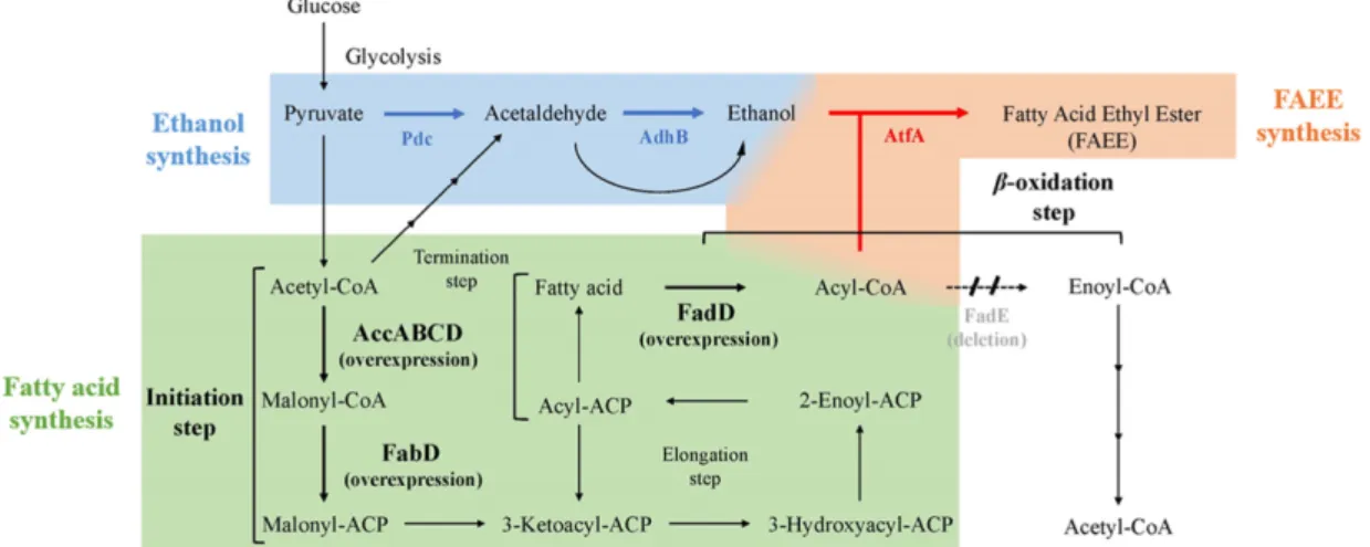 Fig. 1. Strategy of FAEE production by using ethanol and fatty acid synthesis pathway in E